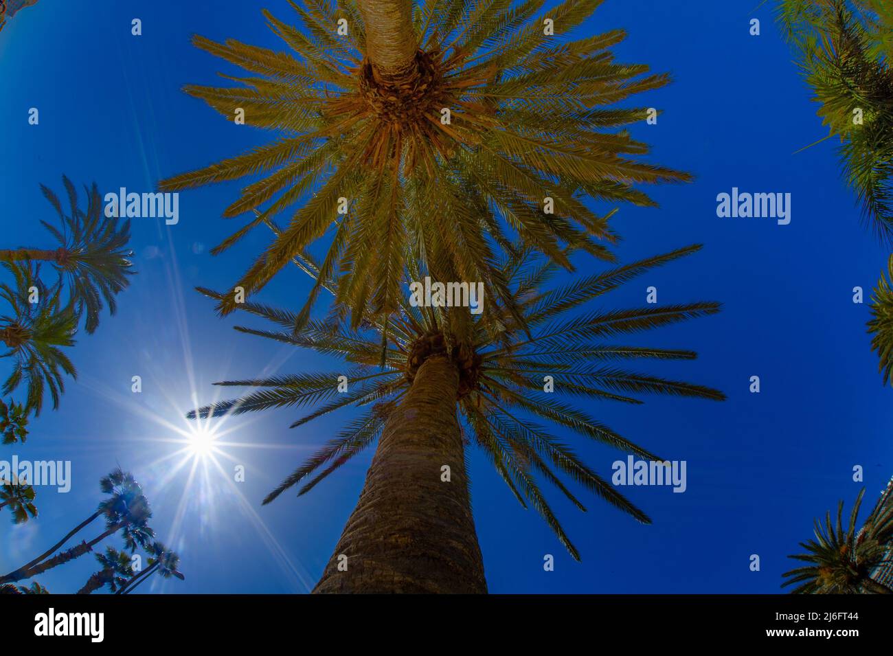 Palme fotografate nelle Isole Canarie dal basso sulla spiaggia di Playa de Puerto Rico il 20 2022 febbraio, quando il sole splindeva e il cielo Foto Stock
