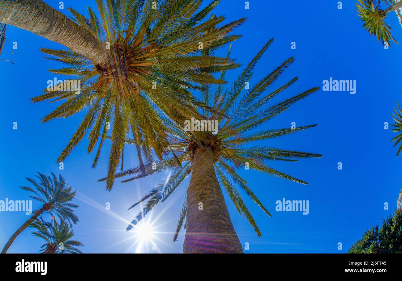Palme fotografate nelle Isole Canarie dal basso sulla spiaggia di Playa de Puerto Rico il 20 2022 febbraio, quando il sole splindeva e il cielo Foto Stock
