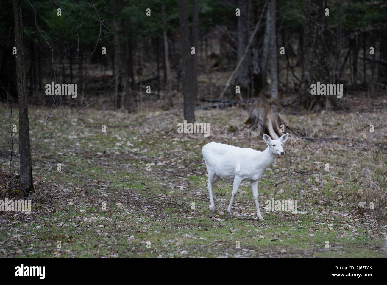 White Albino Deer Walking attraverso la foresta Foto Stock