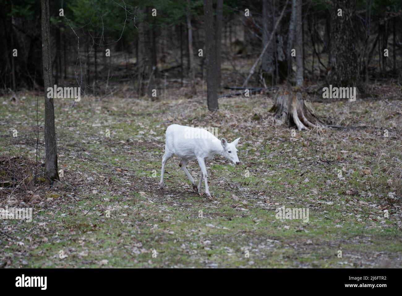 White Albino Deer Walking attraverso la foresta Foto Stock