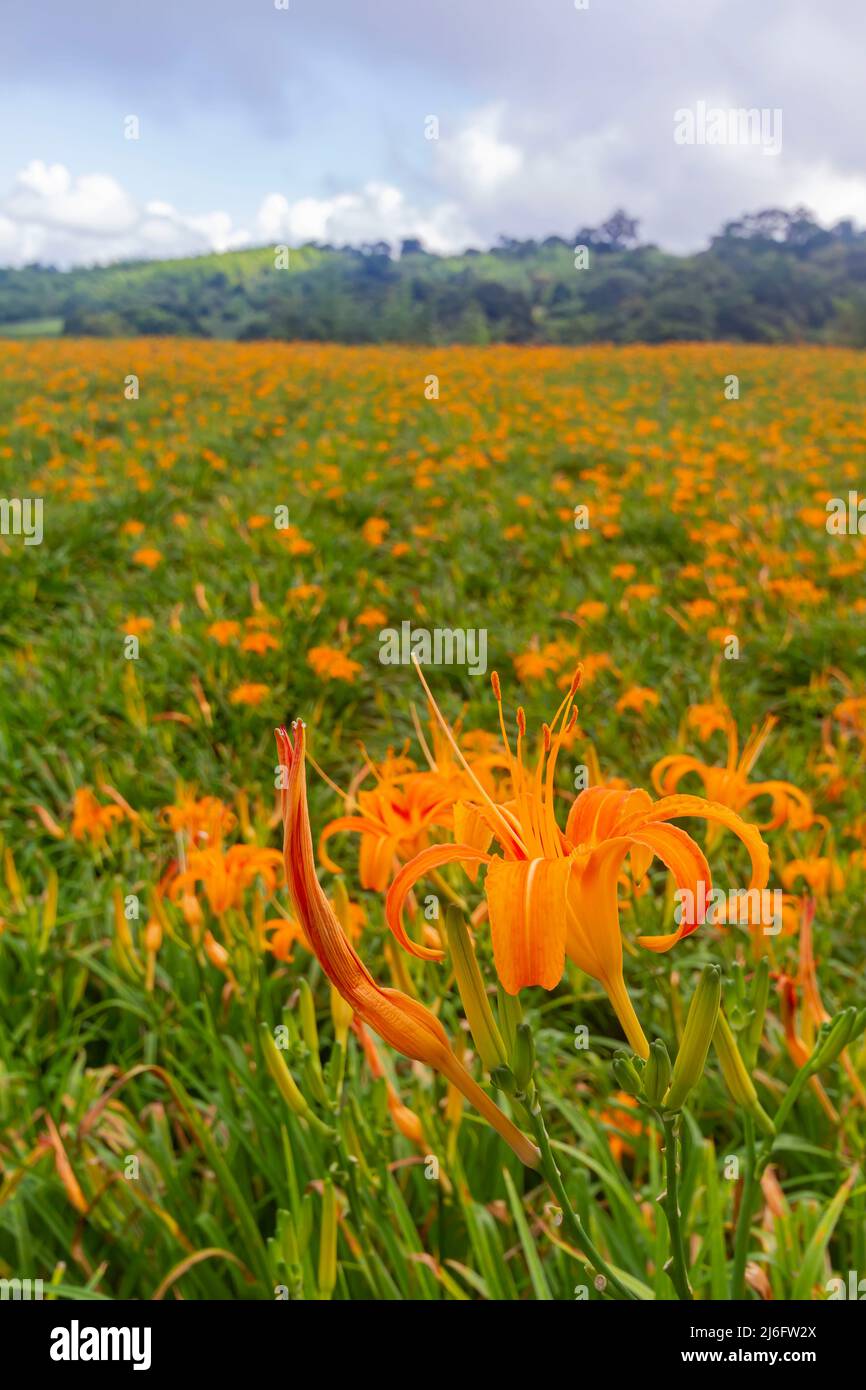 Primo piano della fioritura di un giorno arancione sulla montagna di pietra Sessanta a Hualien, Taiwan Foto Stock