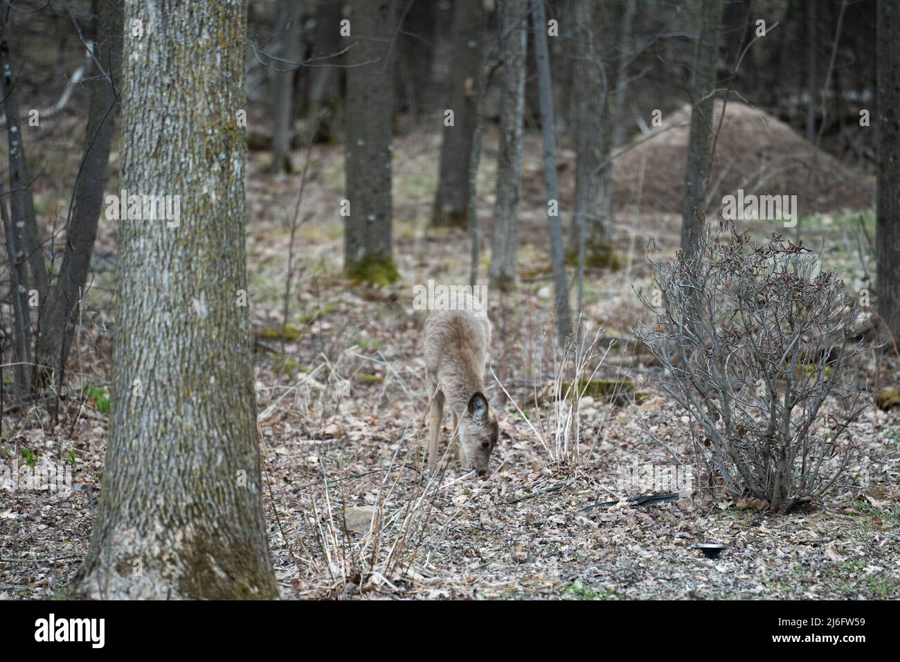 Whitetail Deer Doe a piedi e mangiare attraverso la foresta Foto Stock