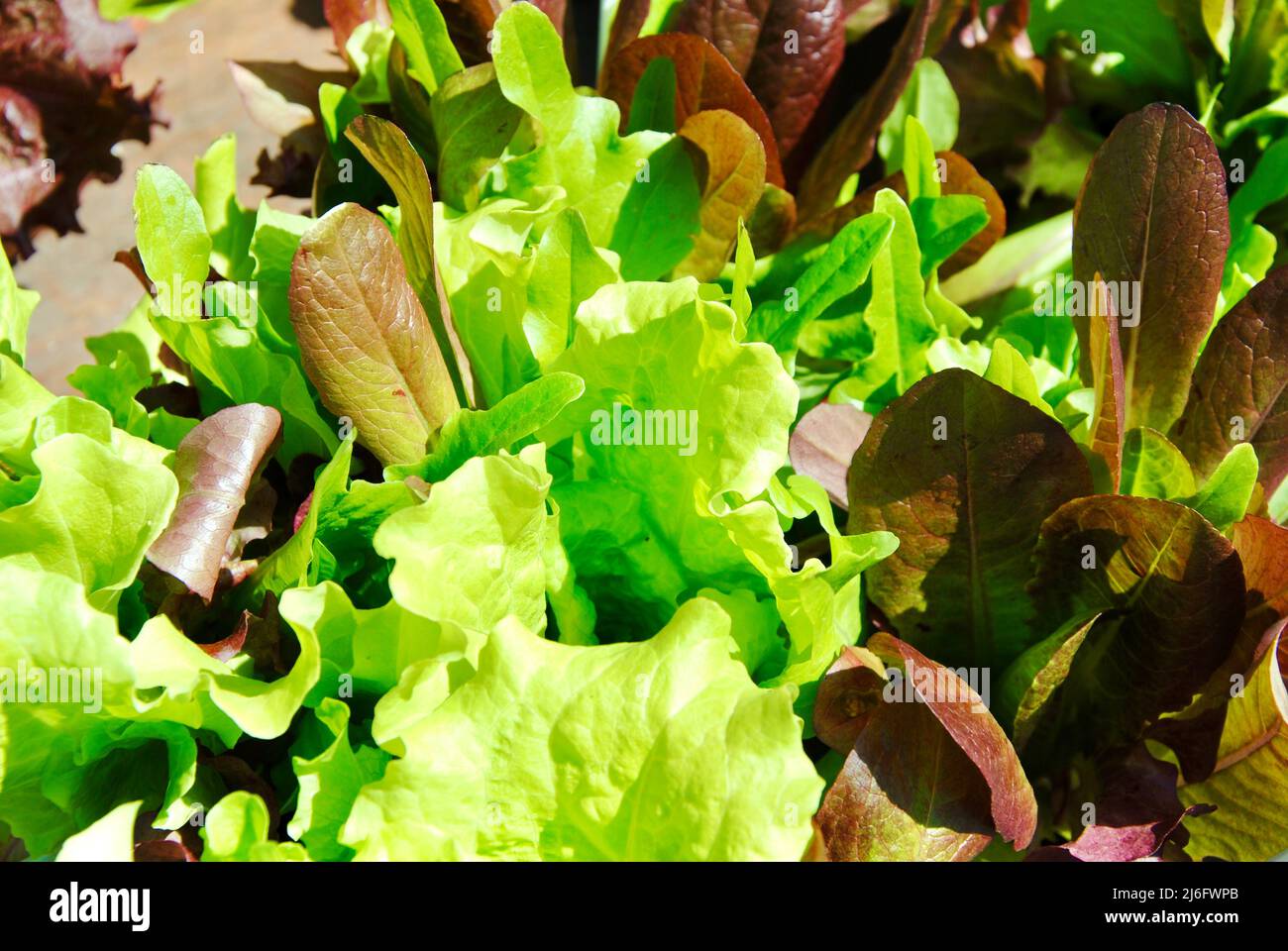 Selezione di lattughe verde scuro e chiaro che crescono in una piccola piantatrice balcone. Foto Stock