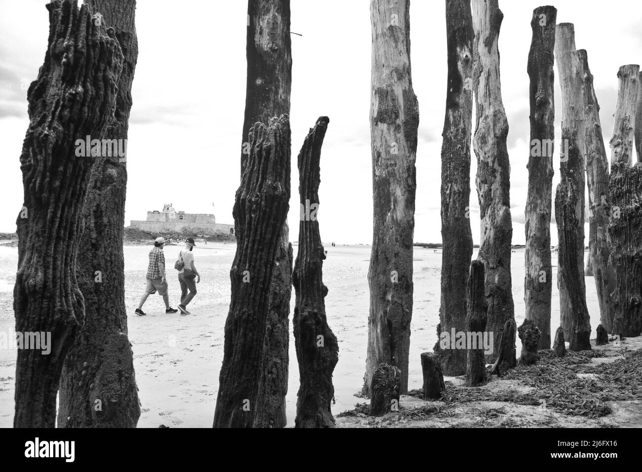 Baumstämme schaffen am Stadtstrand von St. Malo faszinierende Strukturen Foto Stock