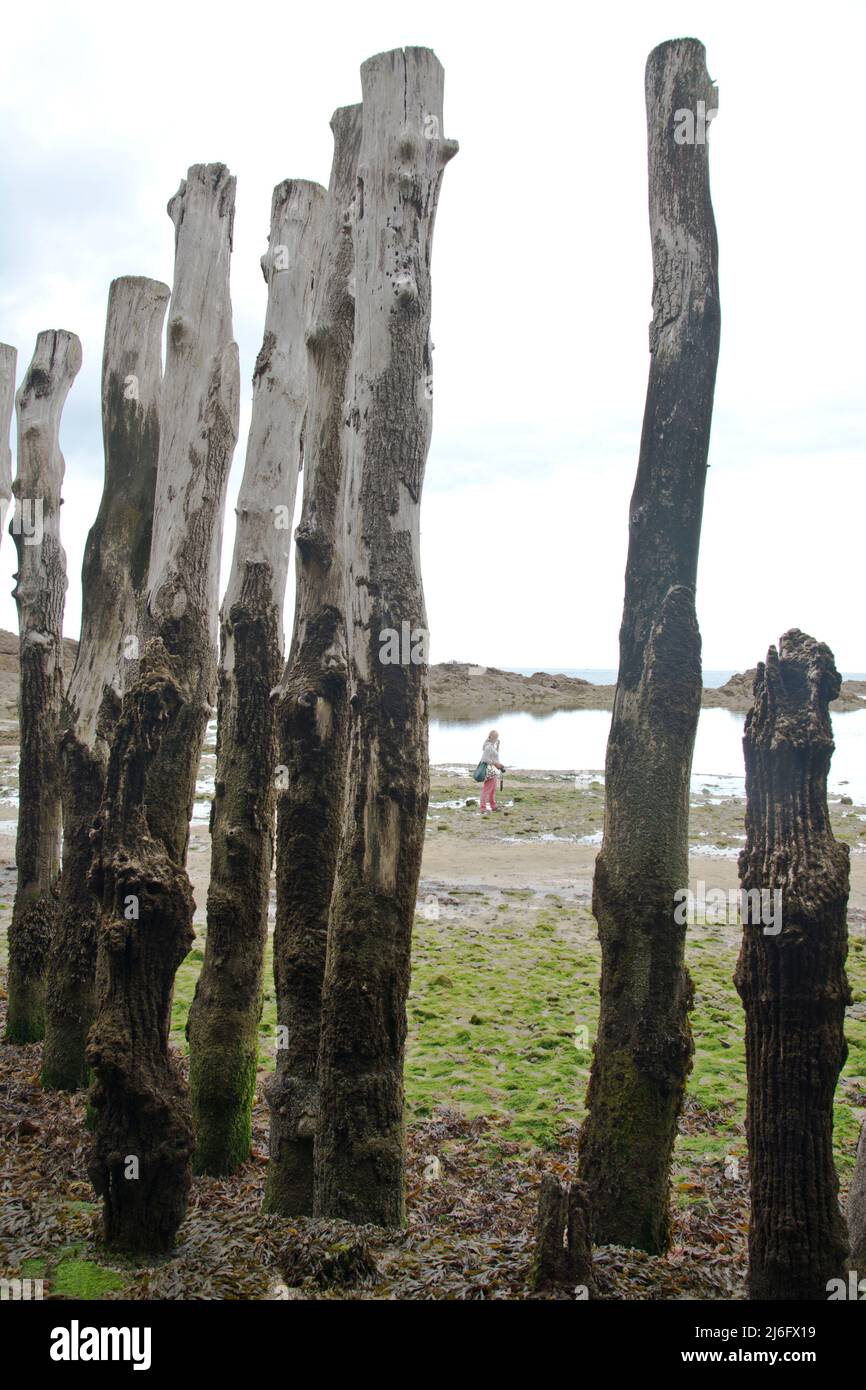 Baumstämme schaffen am Stadtstrand von St. Malo faszinierende Strukturen Foto Stock