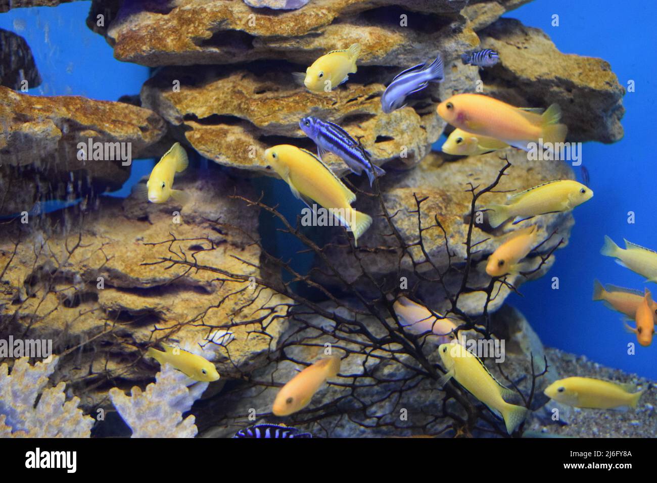 Morfo giallo di Labidocromis caeruleus (laboratorio giallo limone) pesci acquario. Giallo elettrico Afican Cichlid. Cichlids giallo tropicale elettrico. Q. Malawi Foto Stock
