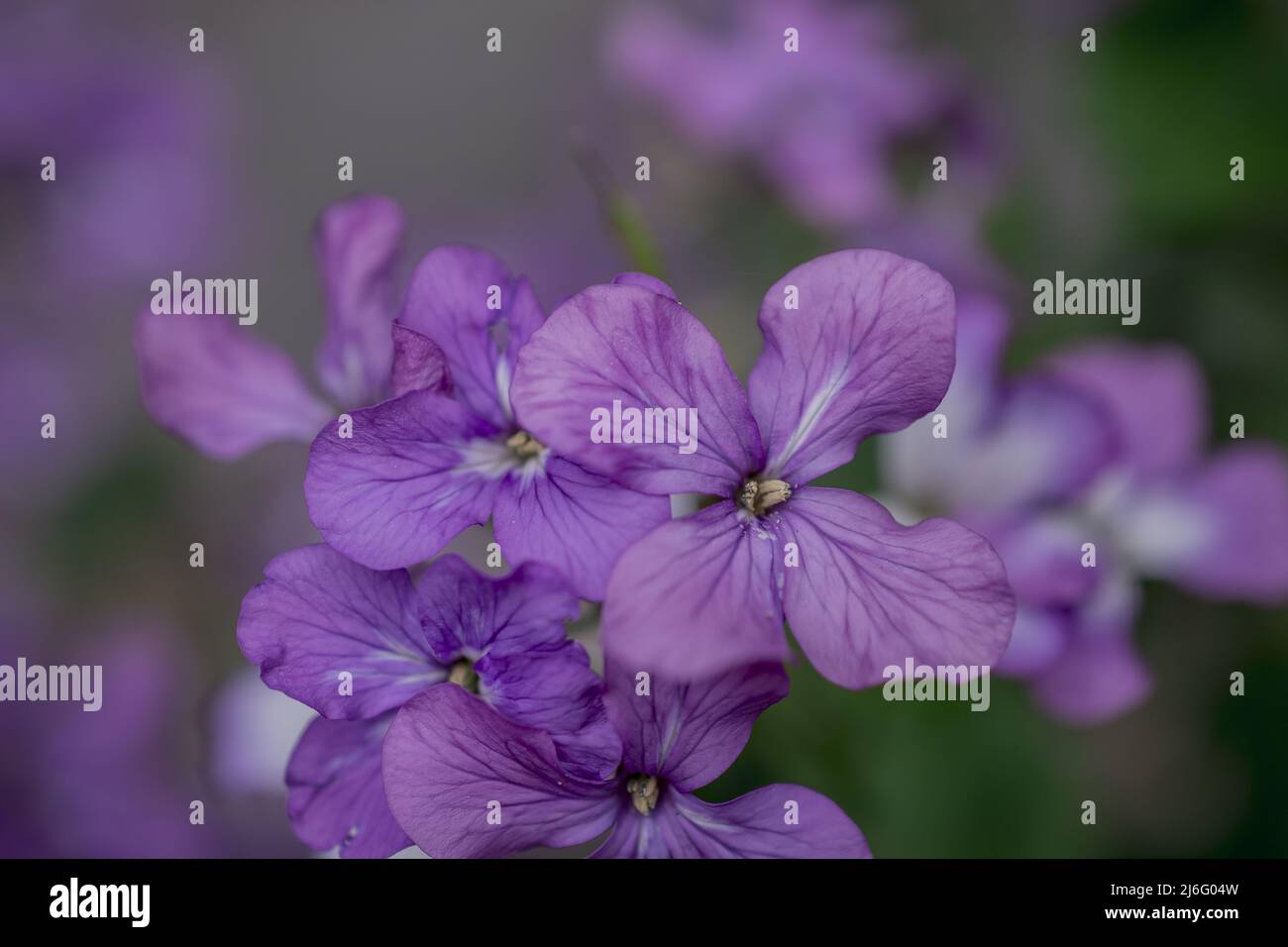 foto di fiori primaverili su sfondo naturale Foto Stock