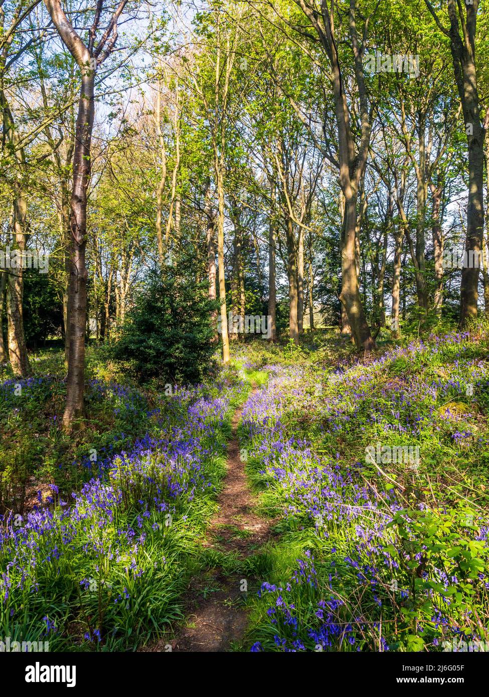 Bellissime campane nel bosco in primavera Foto Stock