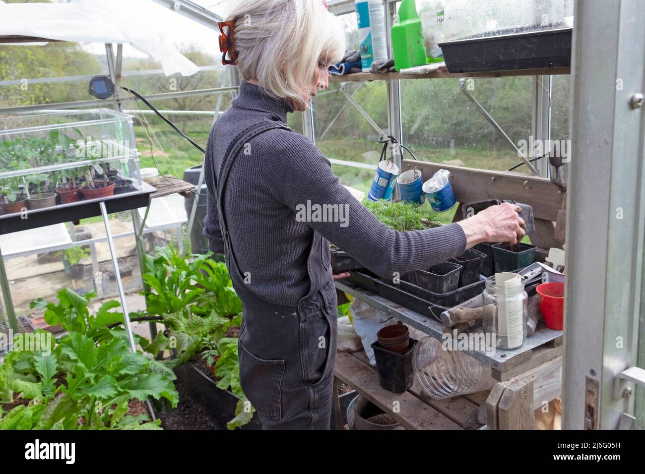 Donna anziana matura che lavora a casa in serra inglobando le piantine di cosmo in primavera Carmarthenshire Galles UK KATHY DEWITT Foto Stock