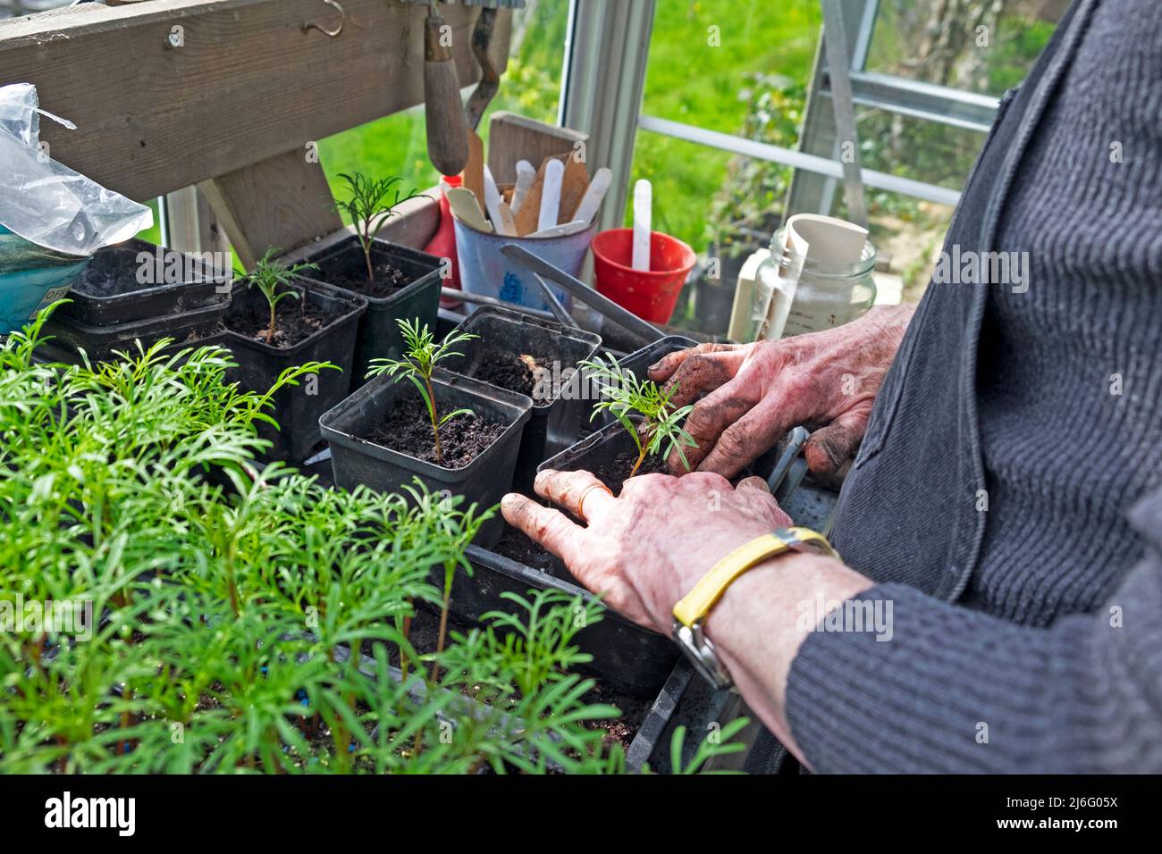 Mani di anziana anziana donna matura che lavora a casa in serra inglobando i giovani pianta del cosmo in primavera Carmarthenshire Galles UK KATHY DEWITT Foto Stock