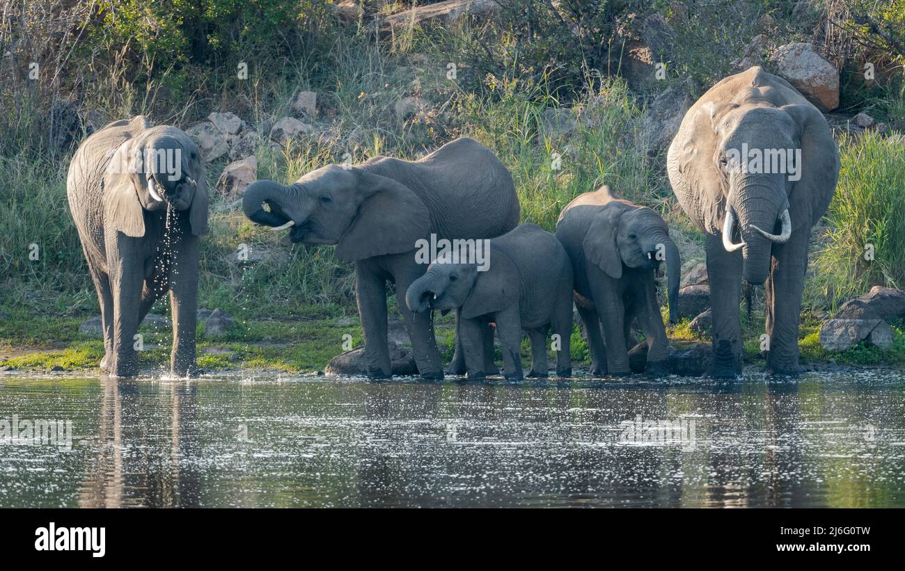 Famiglia di elefanti che beve al pozzo vicino al campo di riposo di Letaba, al Parco Nazionale di Kruger, Limpopo, Sudafrica. Foto Stock