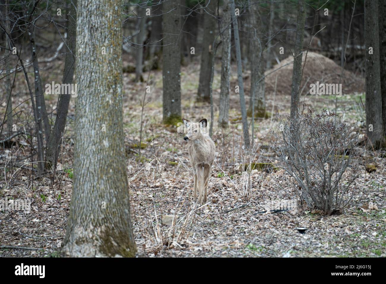 Whitetail Deer Doe a piedi e mangiare attraverso la foresta Foto Stock
