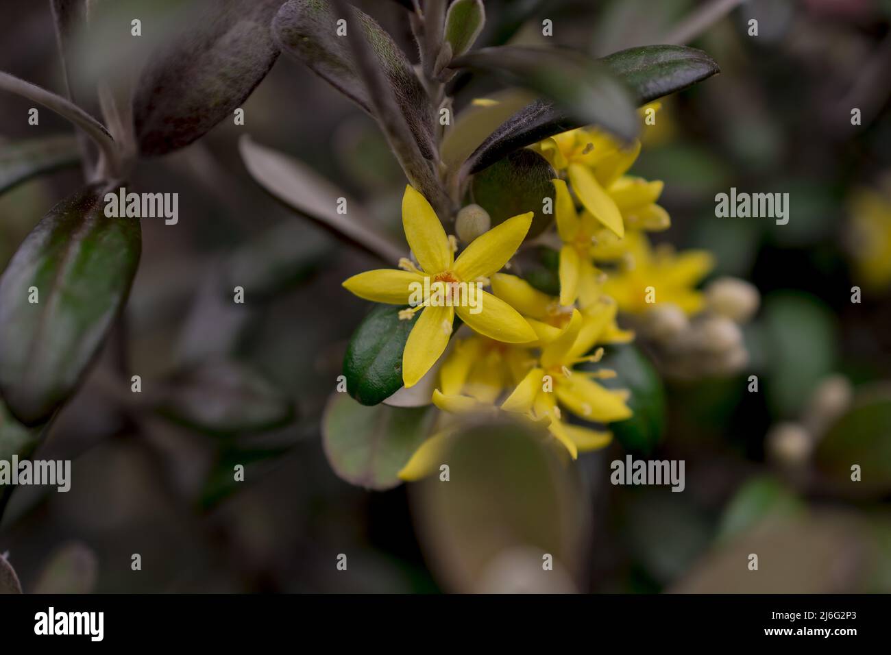 foto di fiori primaverili su sfondo naturale Foto Stock