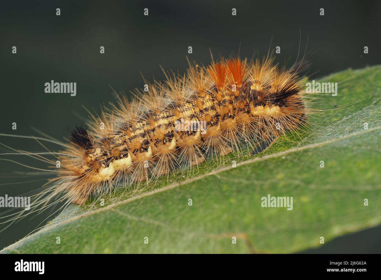 Noce-albero Tussock Moth caterpillar (Colocasia coryli). Tipperary, Irlanda Foto Stock