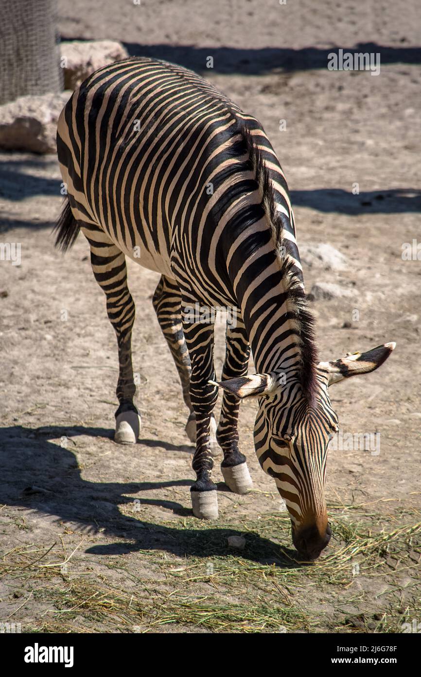 Vista generale dell'intero corpo, da una zebra a mangiare... Foto Stock