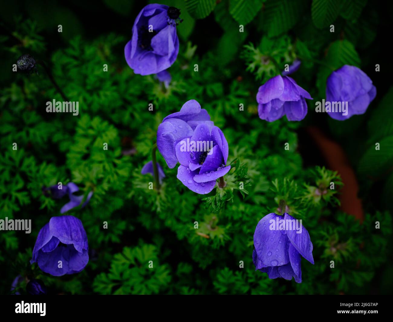 Primo piano di fiori viola a forma di campana con fogliame verde in una luce naturale soffusa Foto Stock