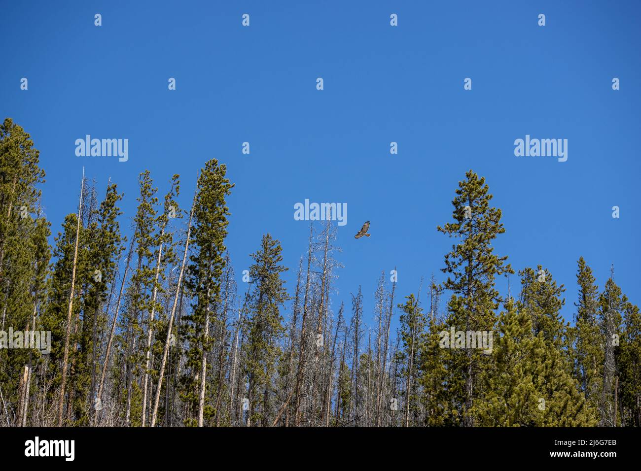 Un falco o falco vola accanto ai pini dello state Forest state Park nelle Montagne Rocciose del Colorado Foto Stock