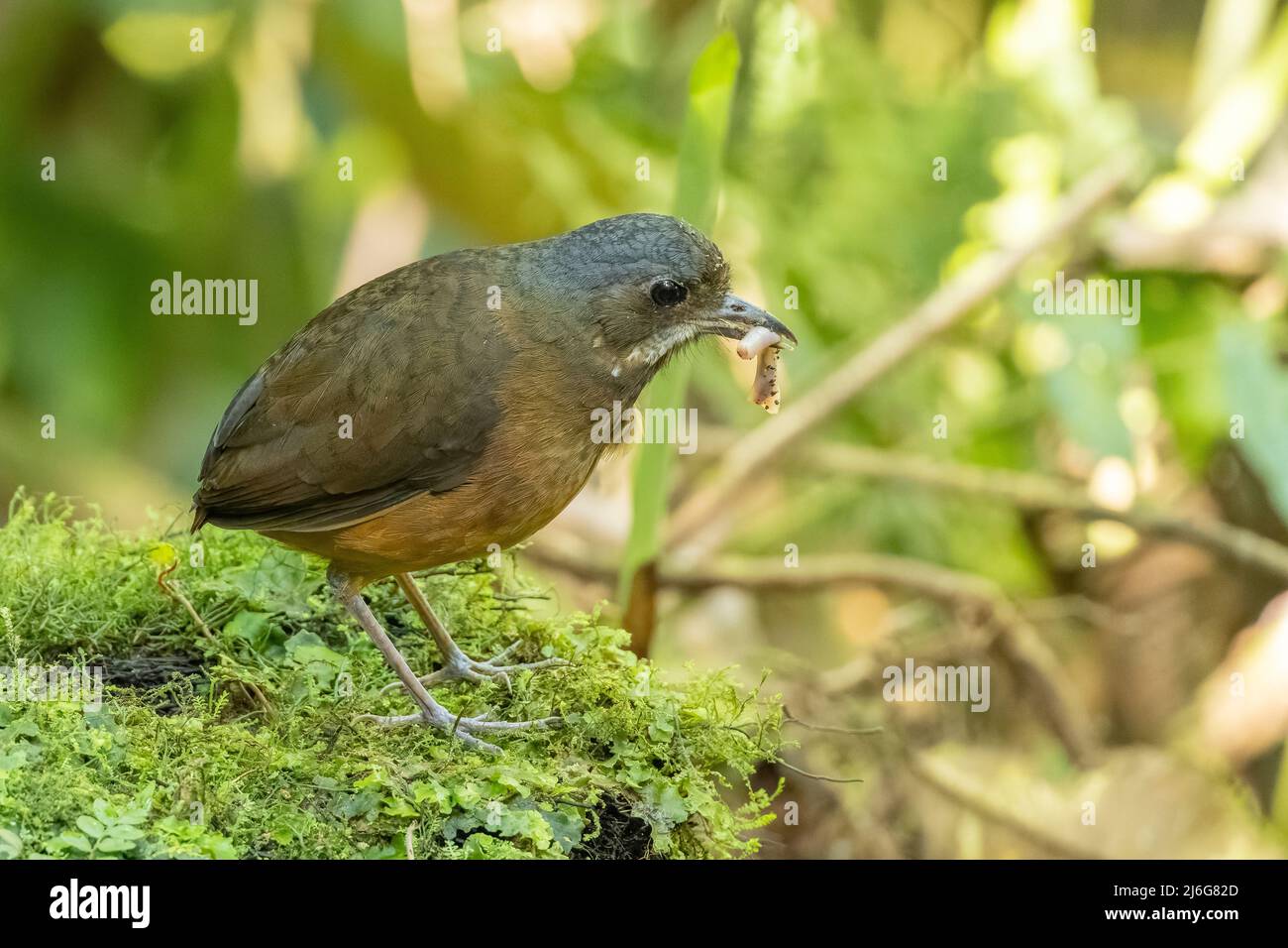 Un Antpitta Moustached in Ecuador Foto Stock