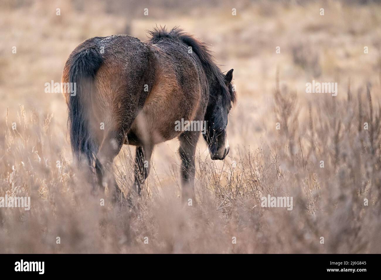 Il cavallo selvaggio uscente. Equus ferus ferus Foto Stock