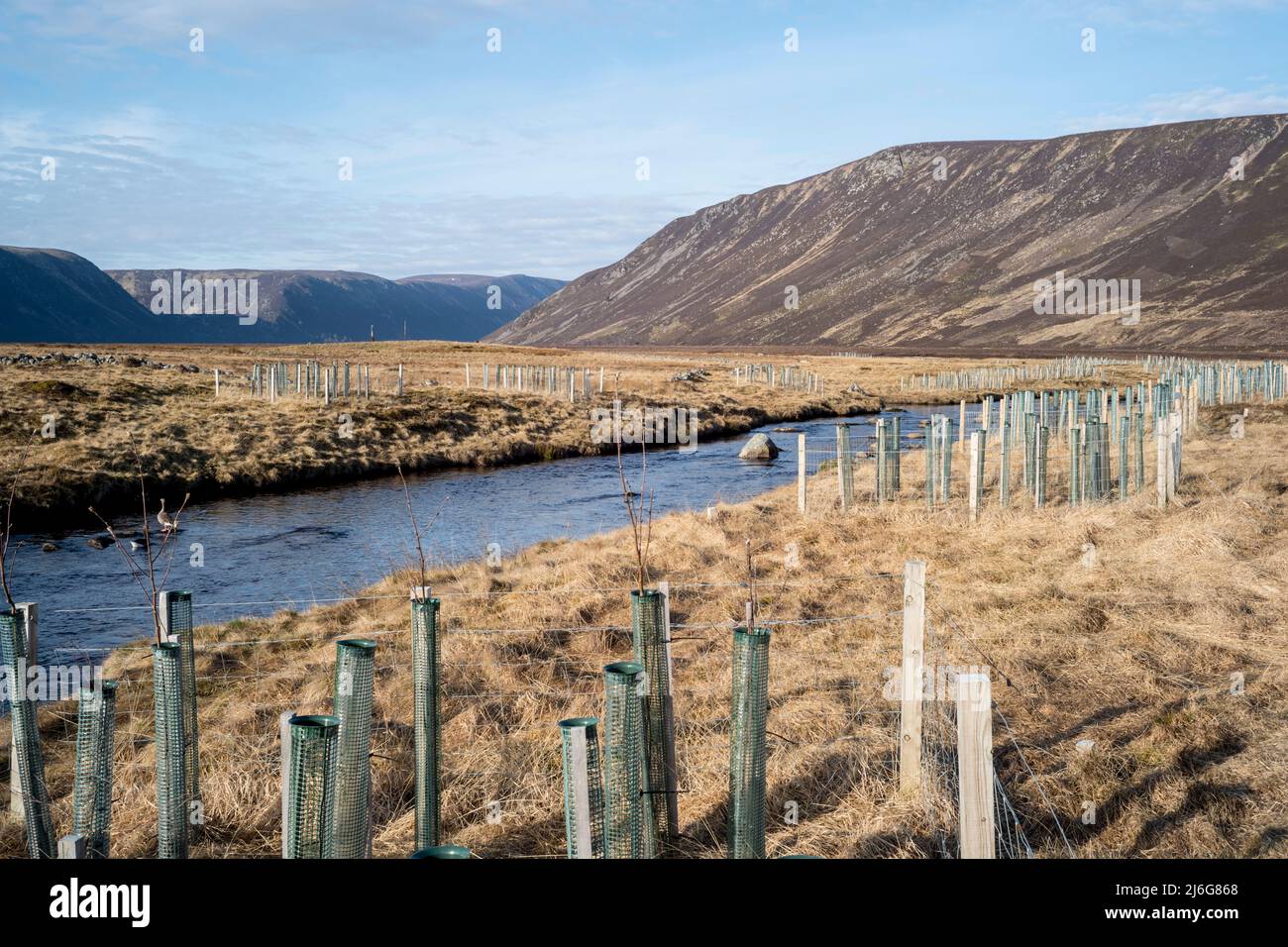 Alberi piantati lungo le rive del fiume Muick, Glen Muick Cairngorms parco nazionale Scozia Foto Stock
