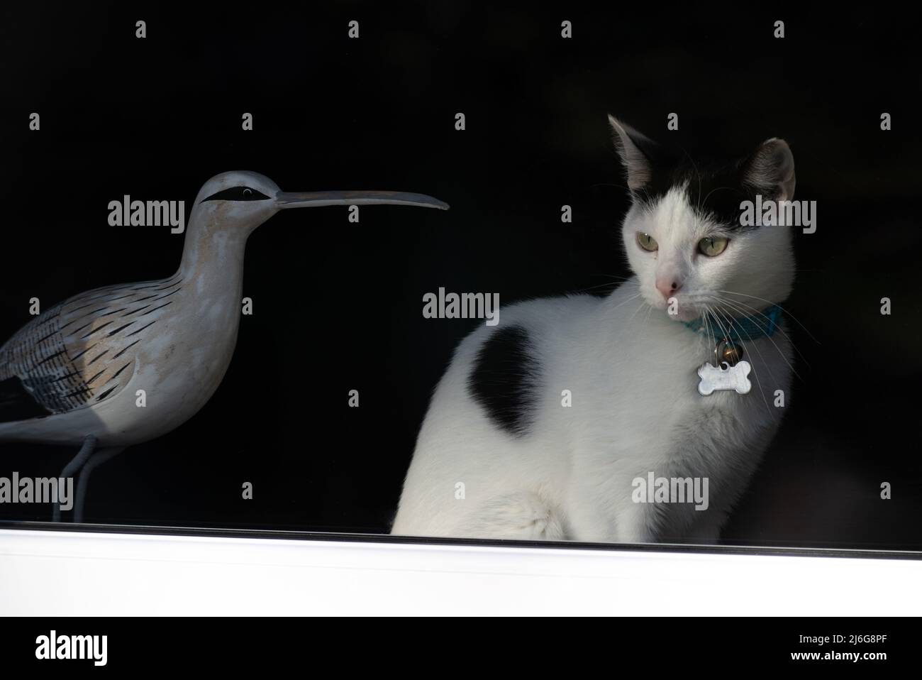 Gatto e uccellino seduto insieme in un insolito incontro con la fauna selvatica Foto Stock