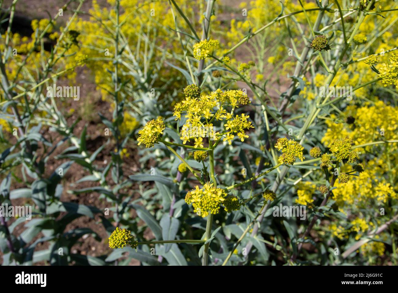 Isatis tinctoria, bacchetta, bacchetta di dyer, o pianta di fioritura glastum con fiori gialli luminosi in primavera. Colorante blu indaco. Foto Stock