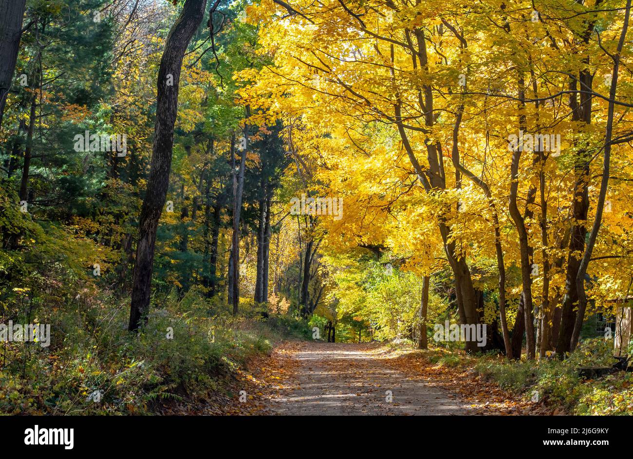 La strada panoramica autunnale nel Michigan USA mostra le graziose foglie d'autunno dorate Foto Stock