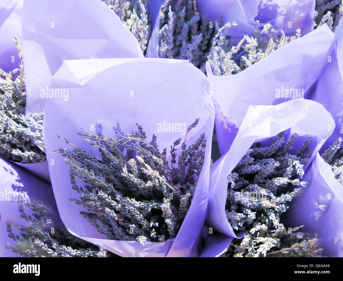 Fiori di lavanda pronti per la vendita Foto Stock