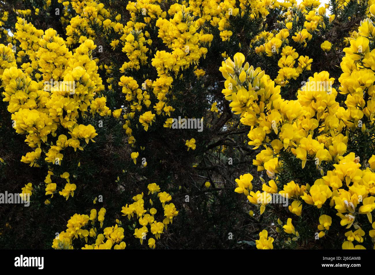 Vibranti fiori gialli di gorse che fioriscono nella campagna scozzese in primavera Foto Stock