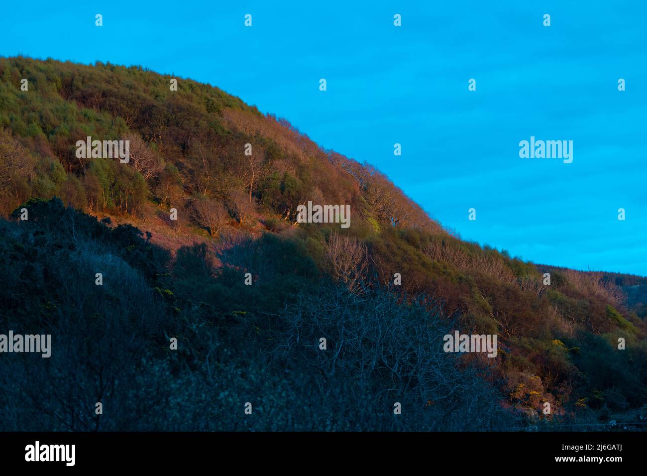 Collina scozzese con colori autunnali e un cielo azzurro brillante Foto Stock