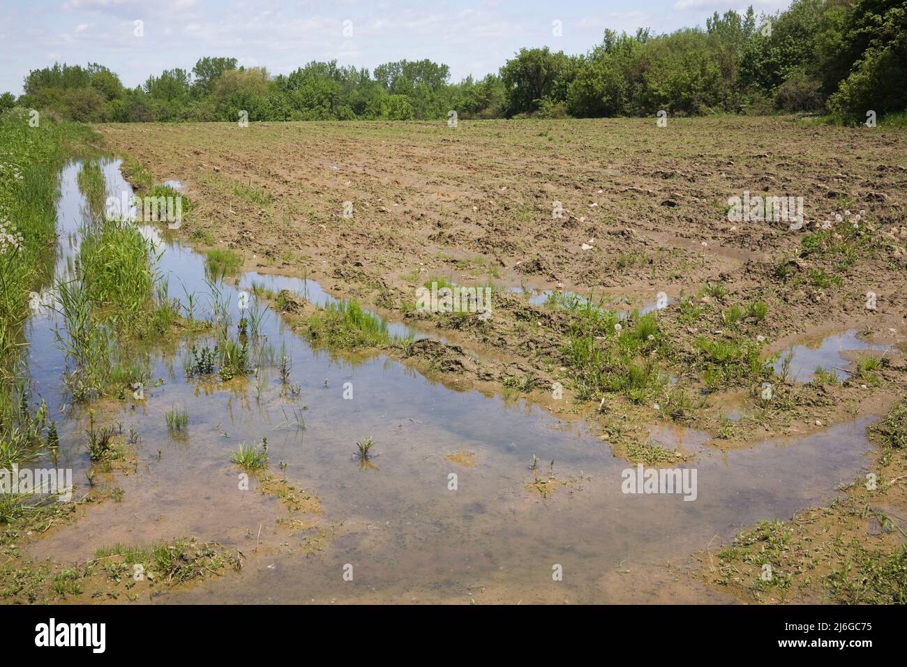 Terreno agricolo allagato e fangoso dopo forti precipitazioni in primavera. Foto Stock