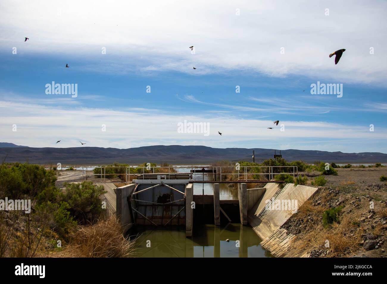 Inghiottire insetti che catturano un canale. Il festival Spring Wings è tornato dopo un periodo di due anni a causa di COVID-19. L'evento celebra le zone umide del Nevada, che svolgono un ruolo importante per gli uccelli migratori. Foto Stock