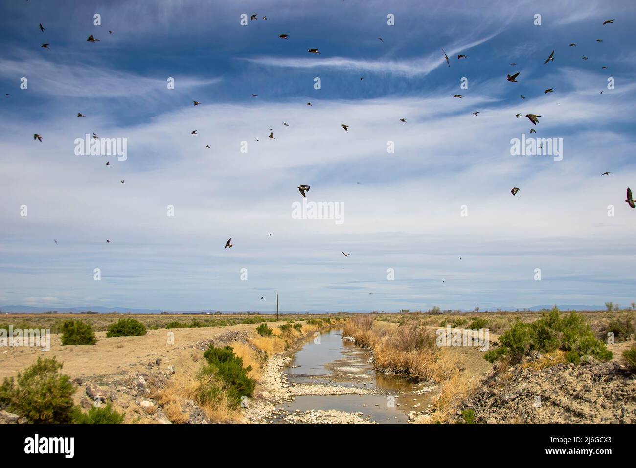 Inghiottire insetti che catturano un canale. Il festival Spring Wings è tornato dopo un periodo di due anni a causa di COVID-19. L'evento celebra le zone umide del Nevada, che svolgono un ruolo importante per gli uccelli migratori. (Foto di Ty ONeil / SOPA Images/Sipa USA) Foto Stock