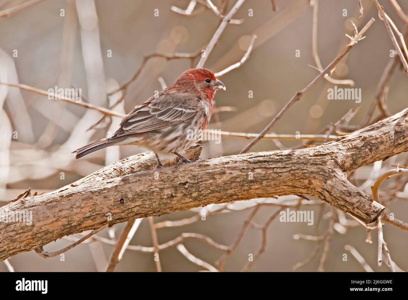 Finch casa maschile che pacciano in un albero in un giorno di primavera Foto Stock