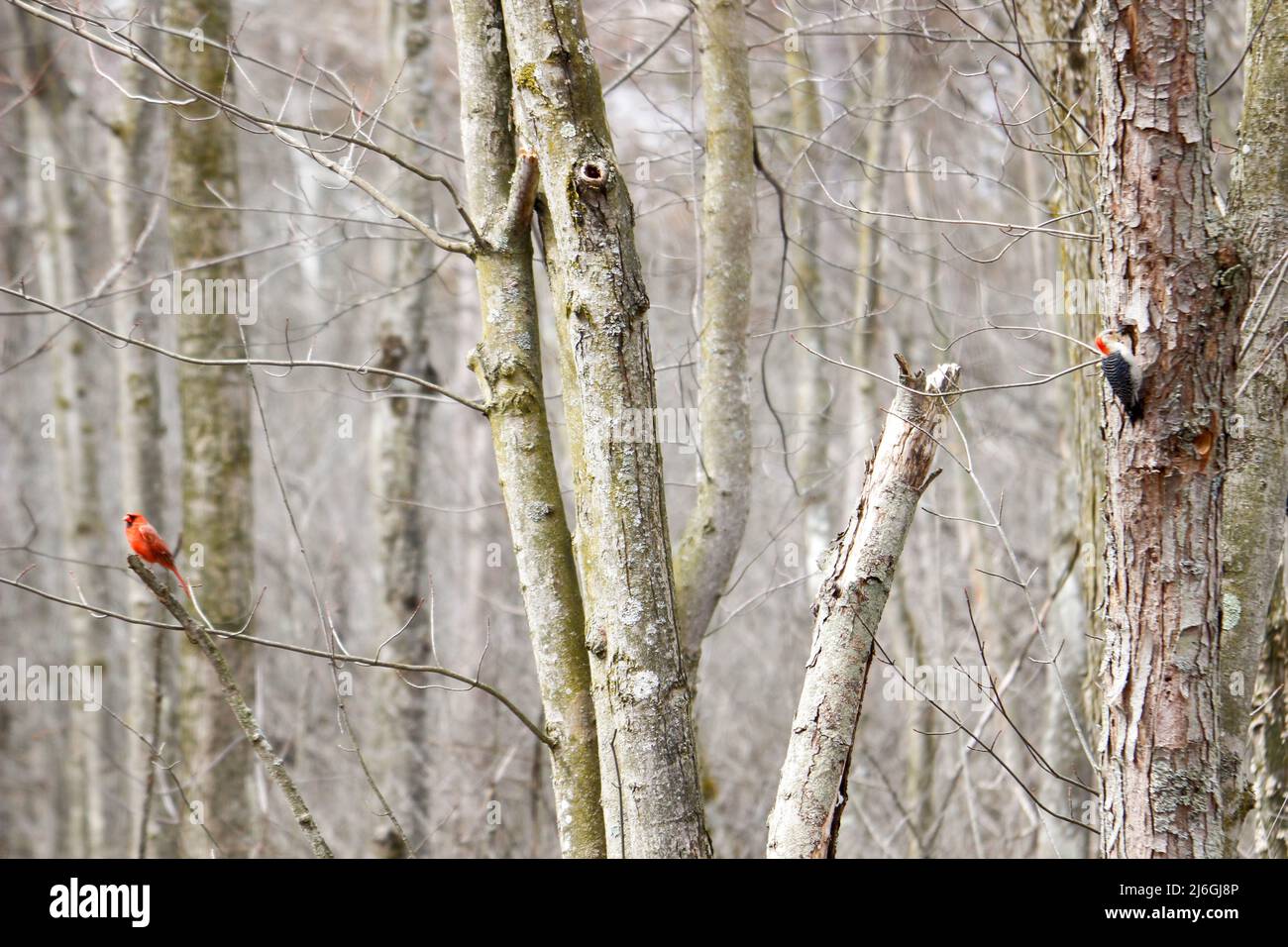 Cardinali e picchio rosso Foto Stock