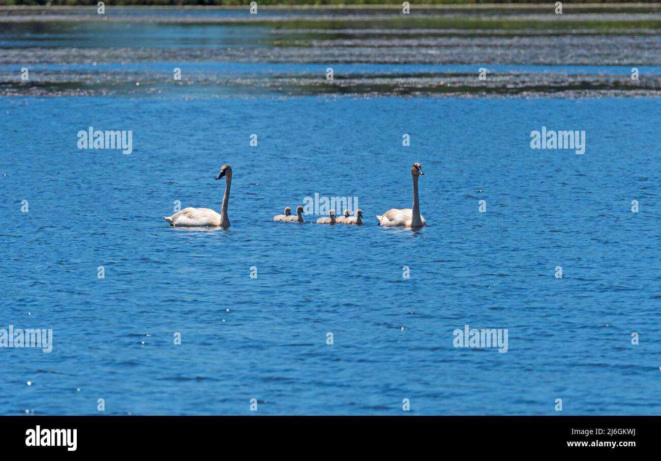 La famiglia del trombettiere Swan fuori per una nuotata nella riserva naturale di Seney nel Michigan Foto Stock