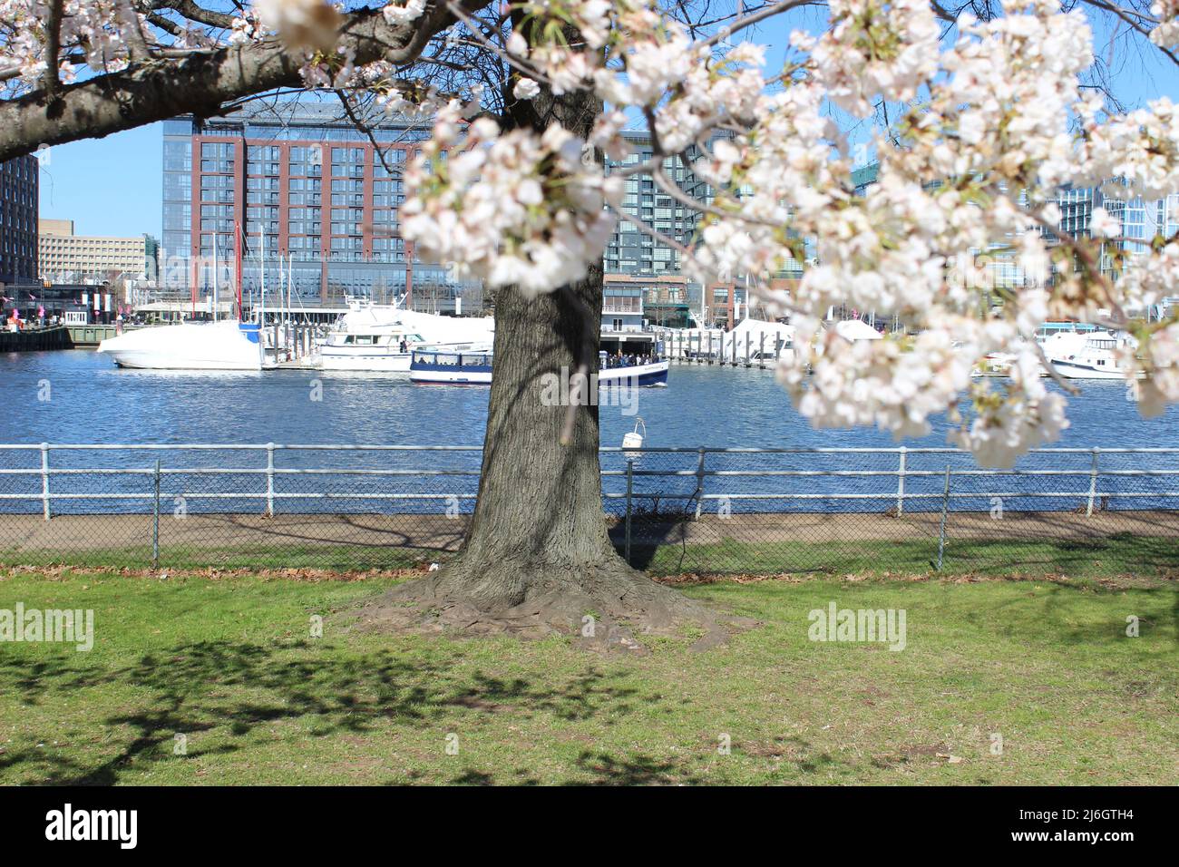 White Cherry Blossoms Tree Boats The Wharf Waterfront Washington DC Foto Stock