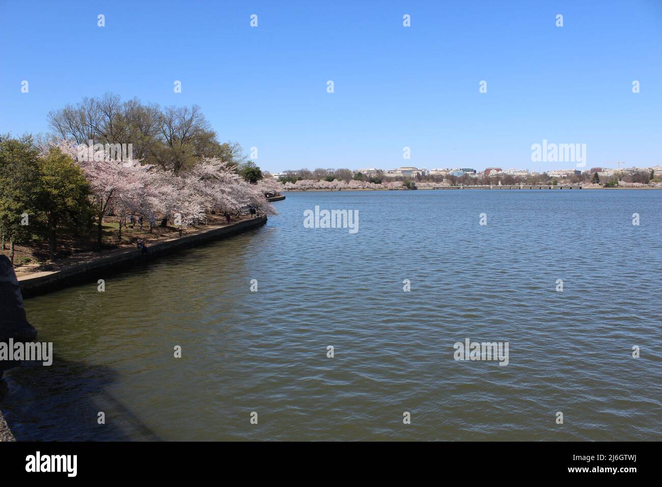 Rosa Cherry Blossoms Scenic View West Potomac Park Washington DC .JPG Foto Stock