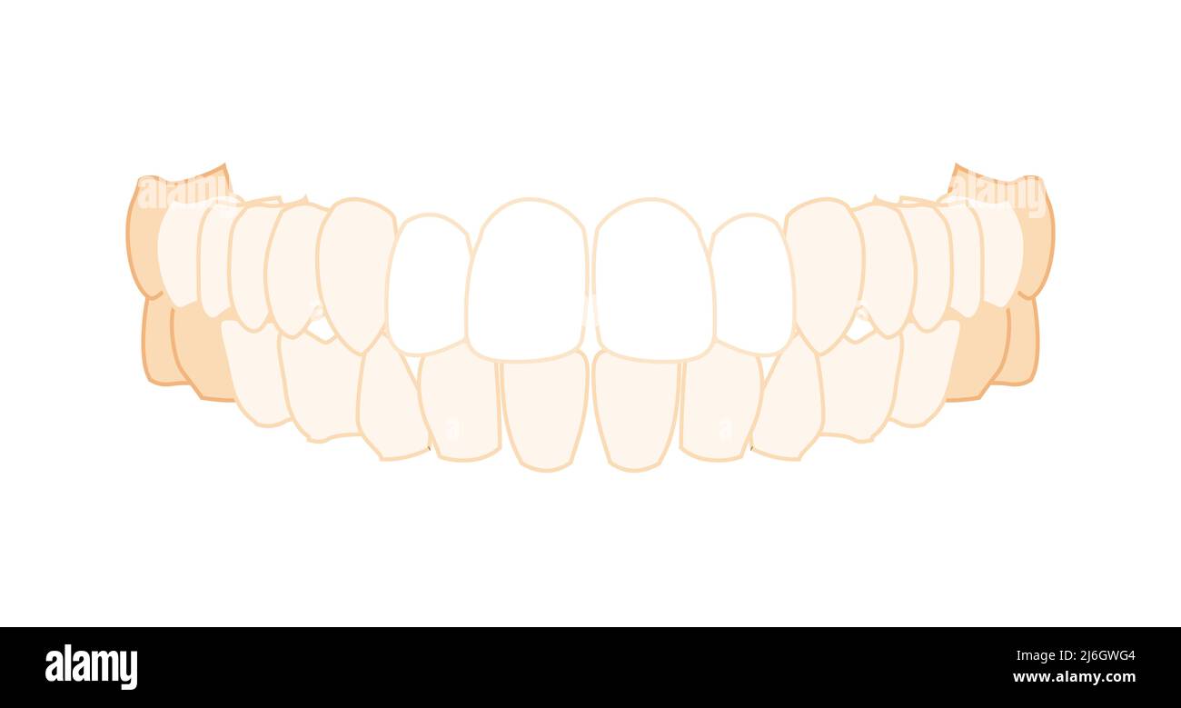 Denti fila dentaria Set Closeup Vista ventrale anteriore umana. Modello di ganasce con denti. Set di Chump realistico piatto di colore naturale concetto vettoriale illustrazione di anatomia isolata su sfondo bianco Illustrazione Vettoriale