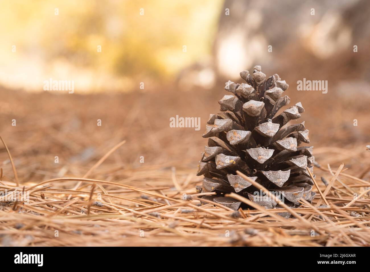 Cono di pino asciutto su terreno forestale in luce diurna Foto Stock
