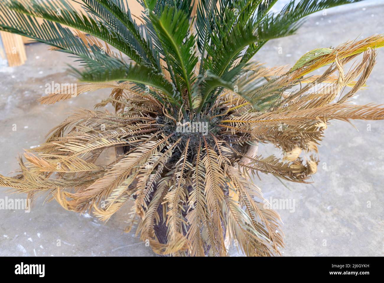 Palmi in vaso foglie inferiori che girano giallo e che muoiono Foto Stock