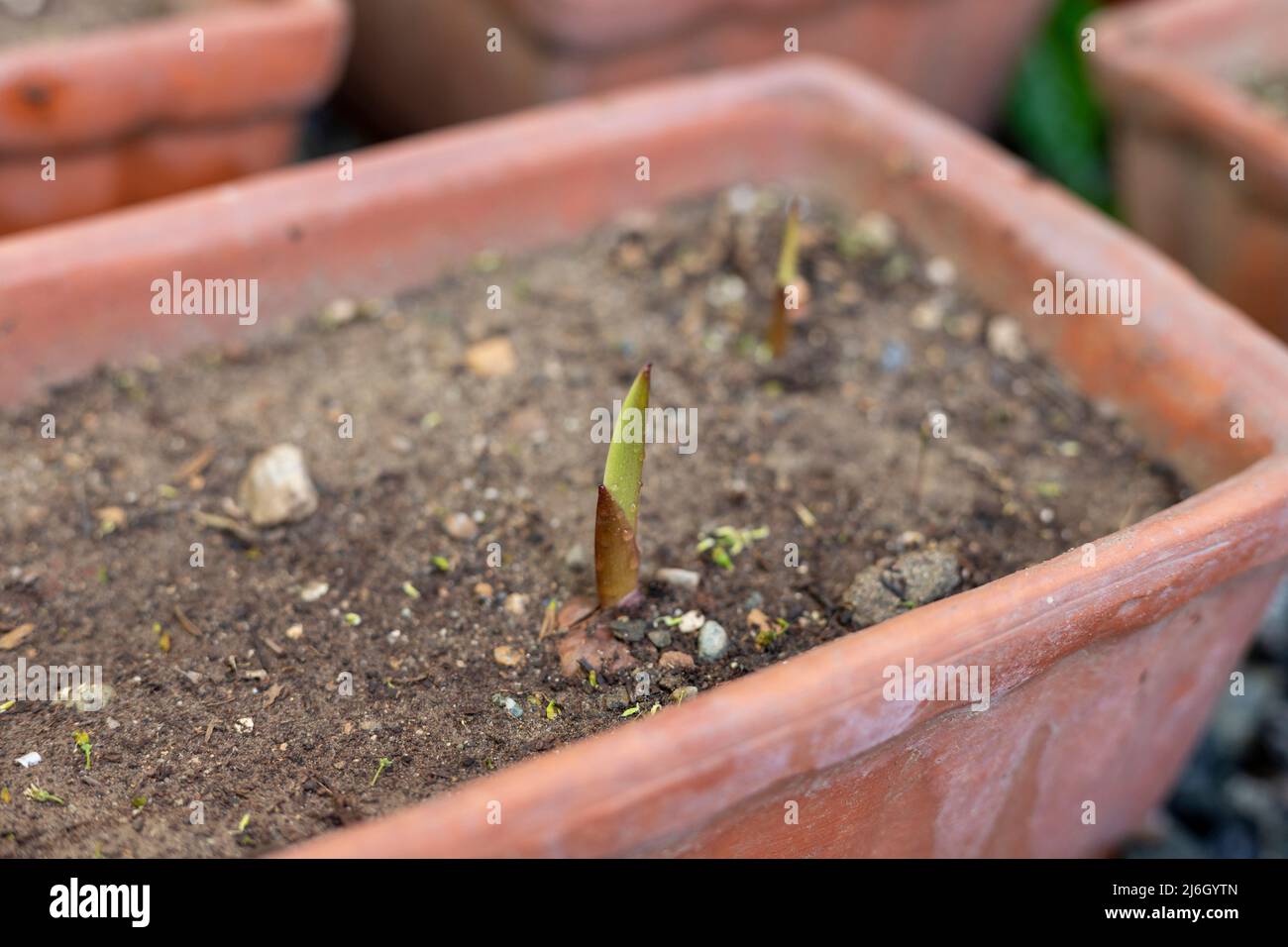 Germogli Gladiolus con fuoco selettivo e profondità di campo poco profonda Foto Stock