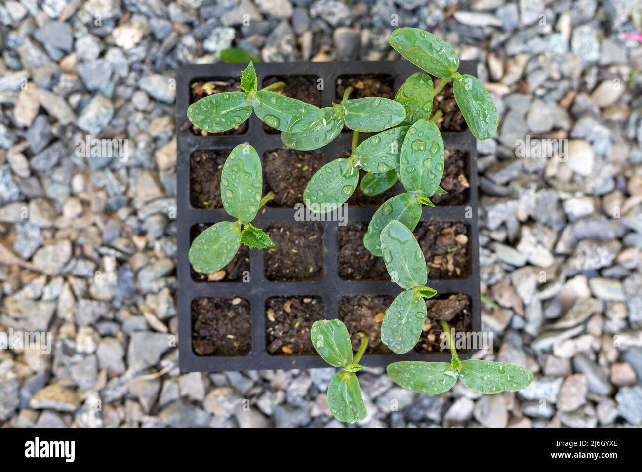 Giovani piante fresche di cetrioli in un vassoio Foto Stock