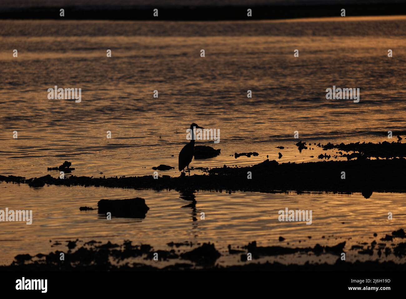 Un grosso uccello pesca in un mare poco profondo al tramonto, visto come una silhouette Foto Stock