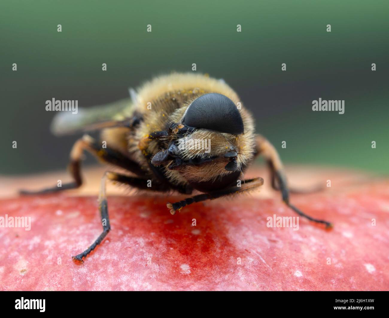 Il drone arancione (Eristalis anthophorina) con la testa inclinata mentre pulisce gli occhi con le gambe anteriori Foto Stock