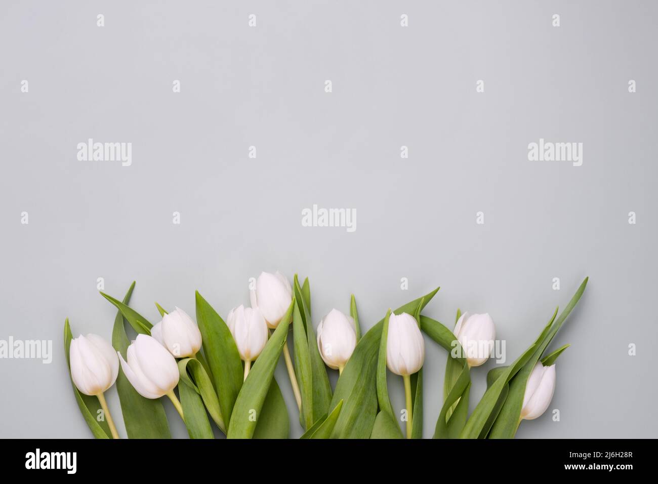 Sfondo primaverile con tulipani bianchi. Mockup per il biglietto d'auguri di primavera. Foto Stock