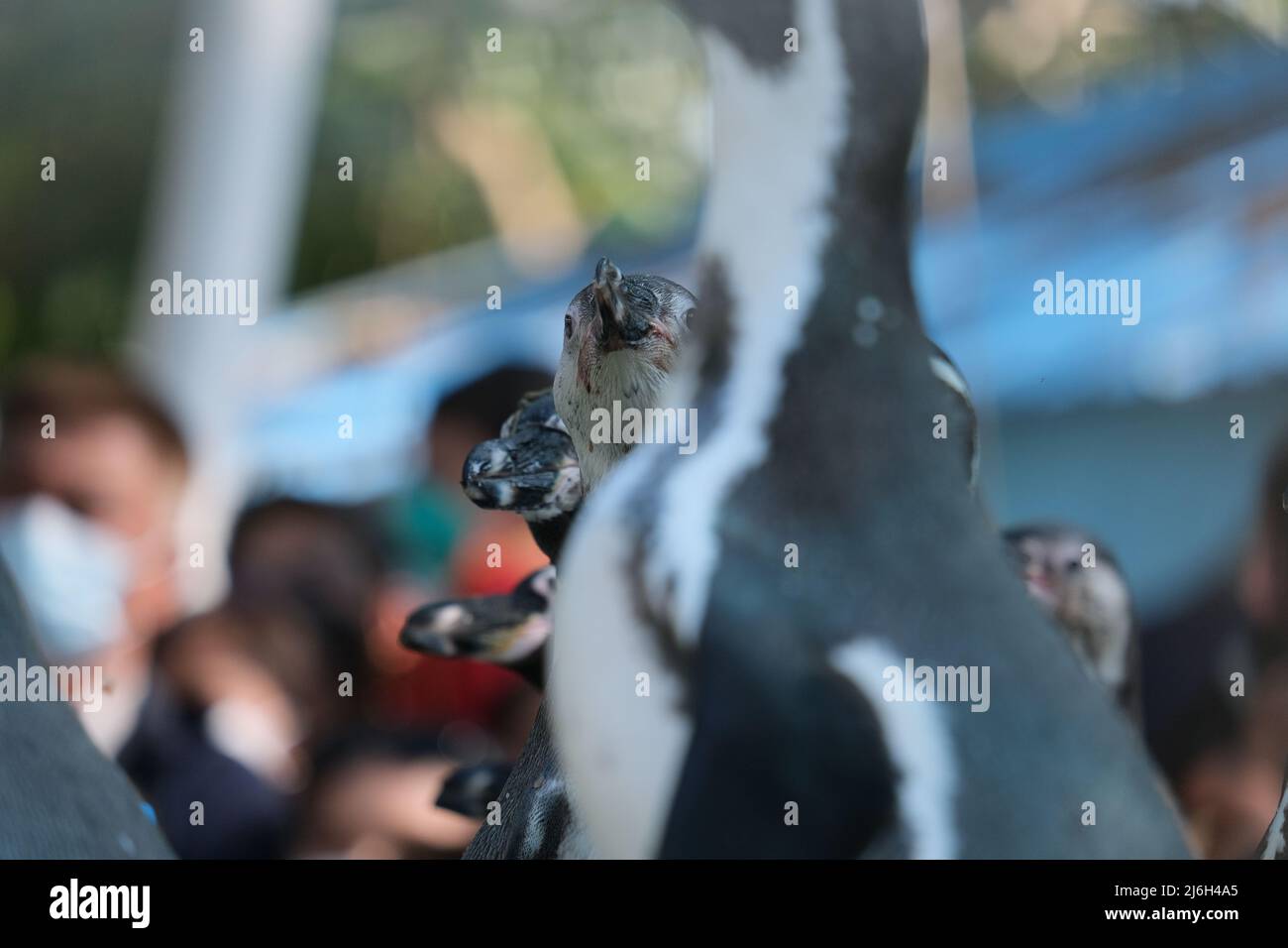 Parata dei pinguini: Gli uccelli stanno marciando davanti al pubblico nello zoo Foto Stock