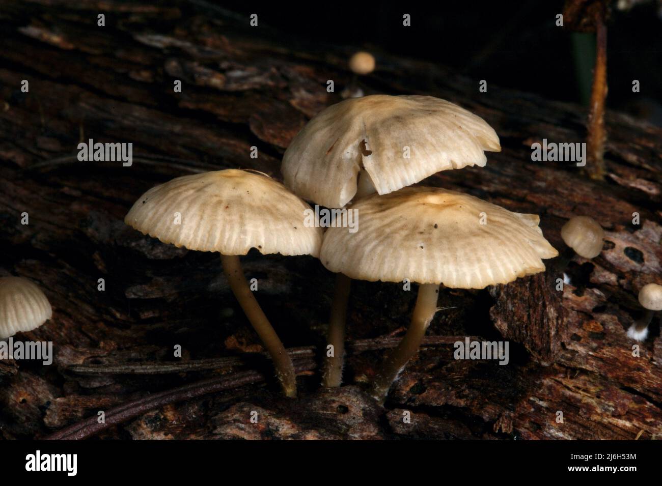 Un altro fungo comune, senza nome comune. Queste Omphalinas non sono nel mio libro di riferimento, ma penso che siano una versione pallida di Ericetorum. Foto Stock