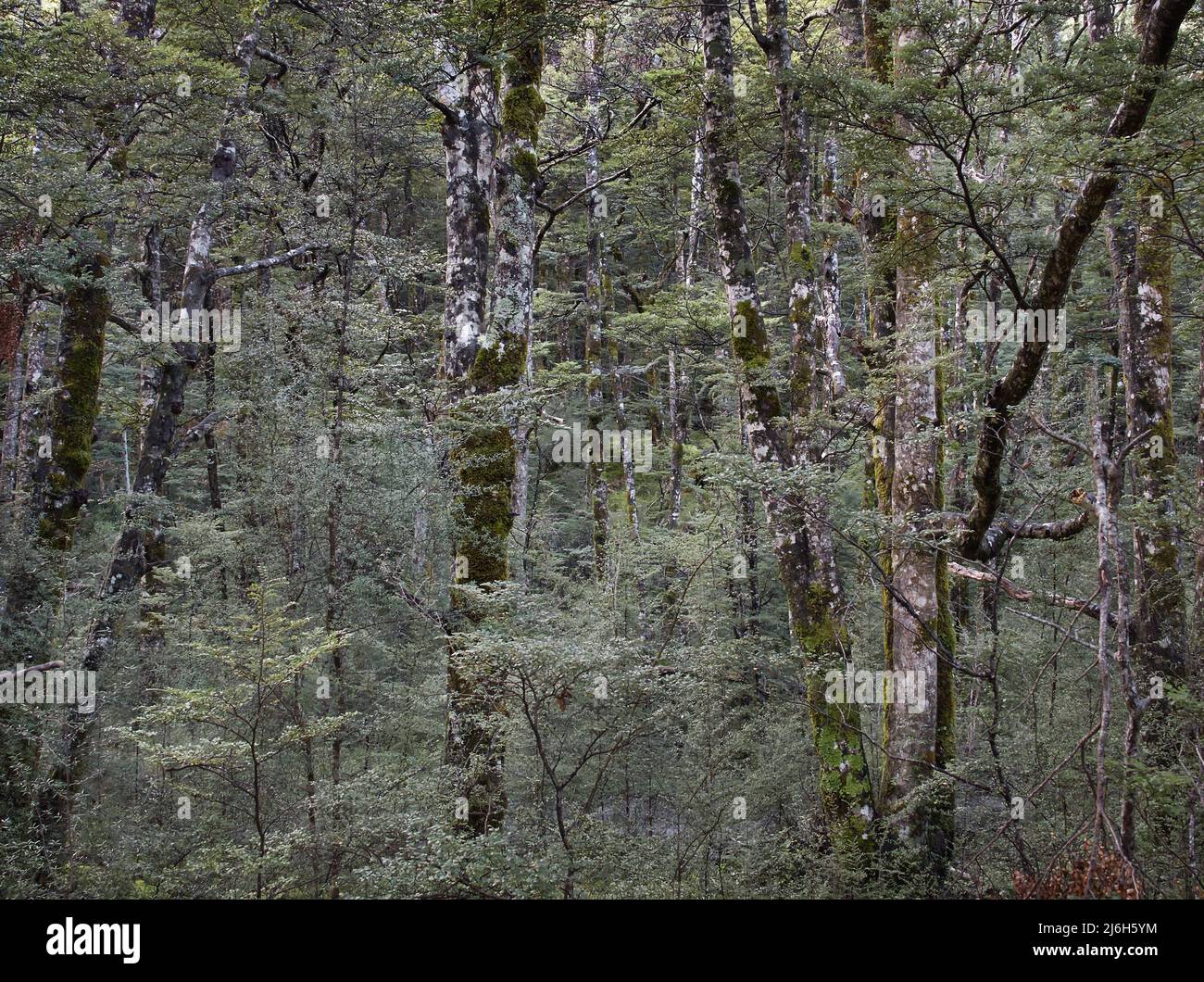 Un'immagine della foresta di faggio che riempie la cornice, Nuova Zelanda Foto Stock