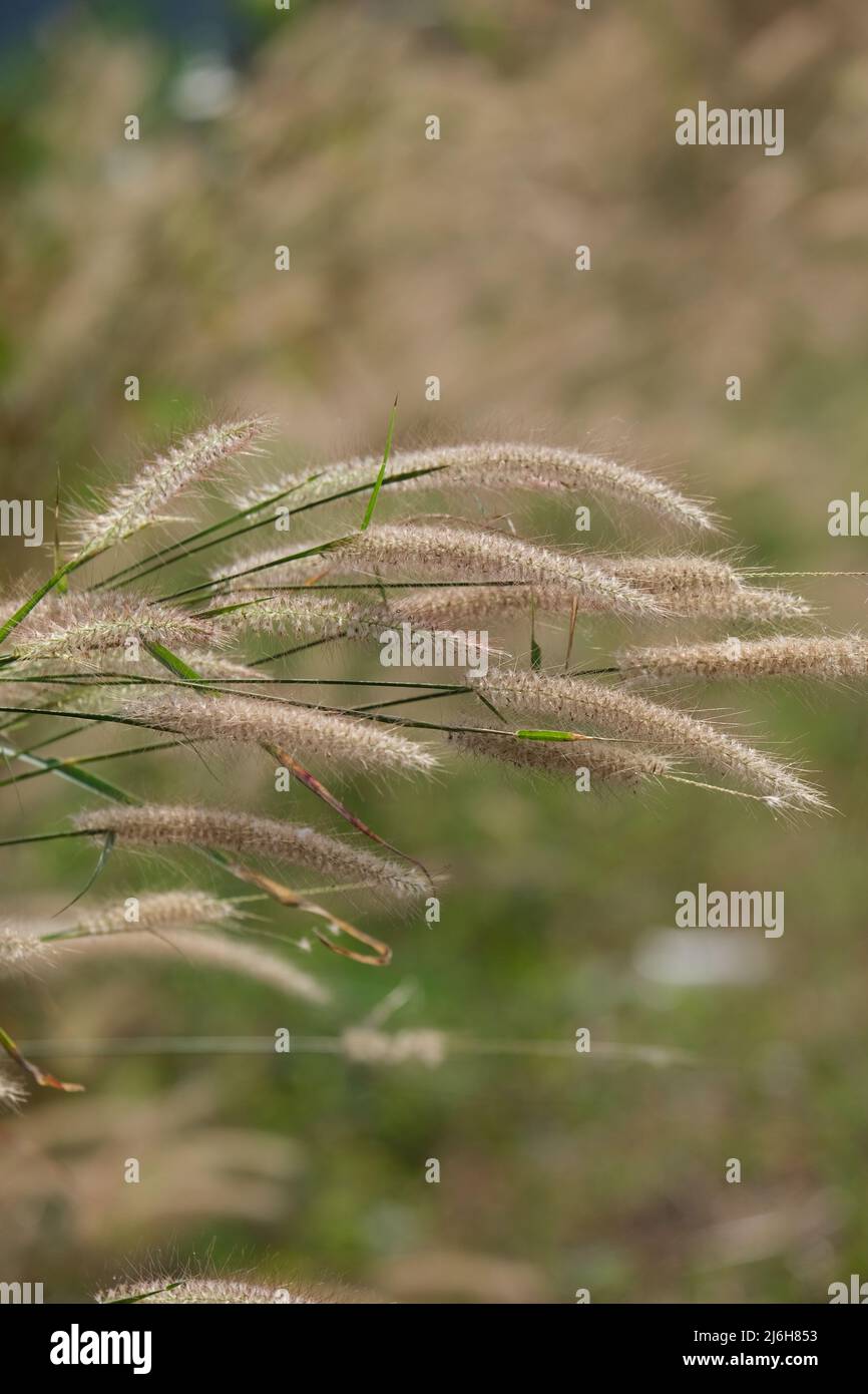 Una soffice lama d'erba con all'interno un ridotto fiore bianco Foto Stock
